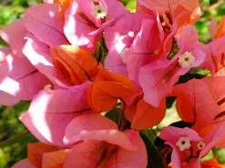 Bougainvillea Rosenka