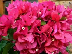 Bougainvillea Vera Blakeman