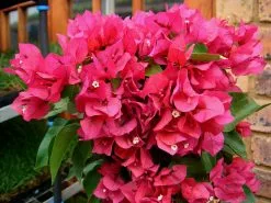 Bougainvillea Vera Blakeman -Plants in a Box Sales Shop BOUVEB 02 01c8823c f57f 4194 8b7e 5a18aab98754