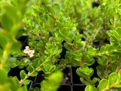 Baeckea Mount Tozer -Plants in a Box Sales Shop Baeckea Mount Tozer Overhead01 7231fc13 f316 47ea 9ea2 333f2bd2269f