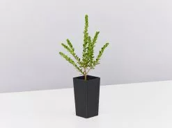 Baeckea Mount Tozer -Plants in a Box Sales Shop BaeckeaMountTozer single c5f8ca4a d9c5 4373 acd2 2f225857bfad