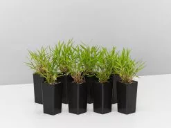 Bambusa Baby Panda Grass