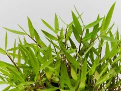 Bambusa Baby Panda Grass -Plants in a Box Sales Shop BambusaPogonatherumPaniceum detail 896bdc8e 9bc4 41a8 8eea 655e006a2bce