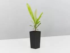 Old Man Banksia (Banksia Serrata) -Plants in a Box Sales Shop BanksiaSerata single 41dcc849 72f4 4005 82e0 610249070262