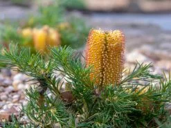 Banksia Spinulosa Collina
