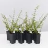Bauera Rubioides -Plants in a Box Sales Shop BaveraRubioides 8plants f70ab6e4 0ff8 4415 b655 02c737776d89