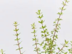 Bauera Rubioides -Plants in a Box Sales Shop BaveraRubioides detail c4b9fbf6 e06c 4e82 bd51 1737afc82367