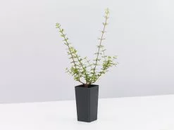 Bauera Rubioides -Plants in a Box Sales Shop BaveraRubioides single 386e7963 0280 41a6 a9af 3d5c3fa6f1cf