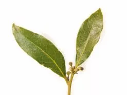 Baby Bay Leaf - Laurus Nobilis -Plants in a Box Sales Shop Bay leaf pair443 d6fd4dbe c094 4557 a25c 86a69c742059