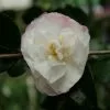 Camellia Sasanqua Beatrice Emily