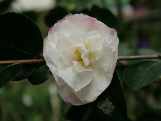 Camellia Sasanqua Beatrice Emily 3 Camellia Sasanqua Beatrice Emily