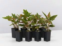 Begonia Medora Trout Leaf Begonia