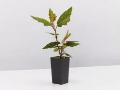 Begonia Medora Trout Leaf Begonia -Plants in a Box Sales Shop BegoniaMedora single 39b20111 df12 49f5 a778 649466990003