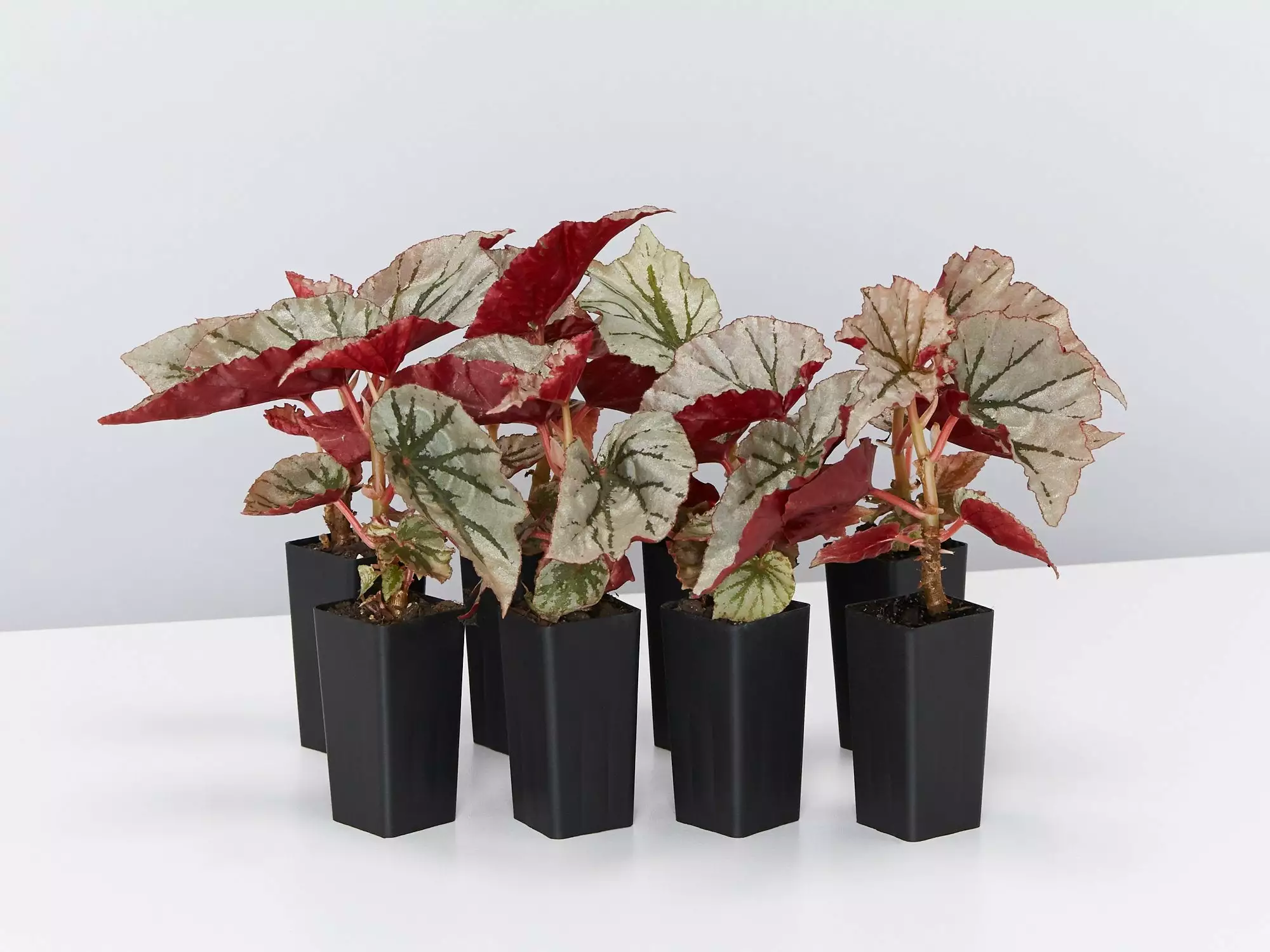 Begonia Rex Looking Glass 3 Begonia Rex Looking Glass