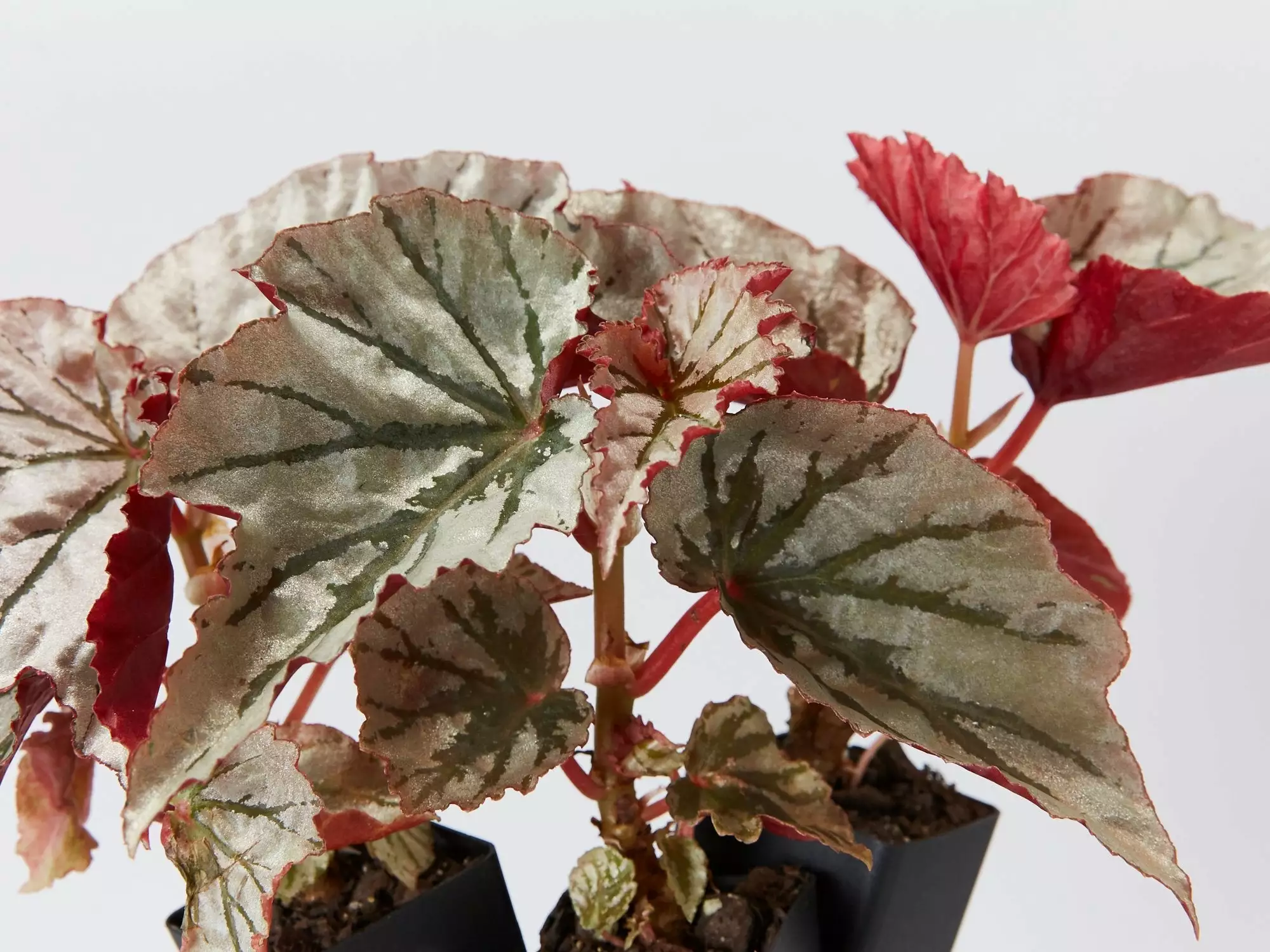 Begonia Rex Looking Glass 4 Begonia Rex Looking Glass - Image 2