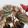 Begonia Rex Looking Glass - 85mm -Plants in a Box Sales Shop BegoniaRexLookingGlass detail b956d4c0 c20a 4aa4 8d0e 4bd2acaf5082