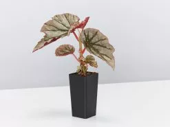 Begonia Rex Looking Glass 8 Begonia Rex Looking Glass -Plants in a Box Sales Shop BegoniaRexLookingGlass single 5c58c095 eb17 490b 864c 0dbd5e60e521