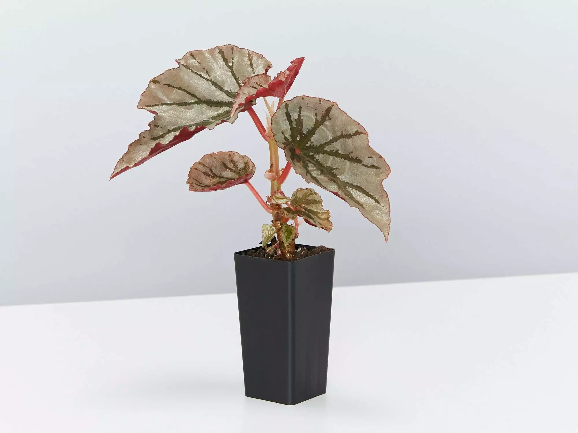 Begonia Rex Looking Glass 5 Begonia Rex Looking Glass - Image 3