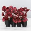 Begonia Rex Red Robin -Plants in a Box Sales Shop BegoniaRexRedRobin 8 plants 433e8377 593b 4c77 b94d 2b4ad06fb3ca