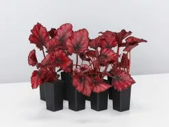 Begonia Rex Red Robin
