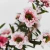 Leptospermum Scoparium Ballerina -Plants in a Box Sales Shop BirdsAndBeesPack detail 2 72d5a81d feb6 44c1 a59f 0c58c1bc7f80