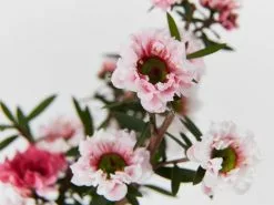 Leptospermum Scoparium Ballerina