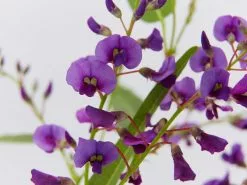 Meemaâ„¢ Hardenbergia Violacea 'HB1' PBR -Plants in a Box Sales Shop BirdsAndBeesPack detail 3 c29a7adb 7d92 4ad6 9bfc fc95025f1ad1