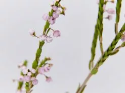 Thryptomene Saxicola F.C. Payne 11 Thryptomene Saxicola F.C. Payne -Plants in a Box Sales Shop BirdsAndBeesPack detail 4 3f67d7f6 d459 4082 aa4c b2ab82b34fd8