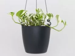 Elho Eco-Friendly Self-Watering Hanging Basket -Plants in a Box Sales Shop BlackHangingPot Plant 2 detail