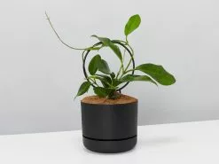 Hoya Gift Box - Includes Pot + Plant Stake + Soil -Plants in a Box Sales Shop BlackPotHoyaCarhosa single