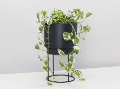 Elho Eco Friendly â™»ï¸ - Pot & Stand 15 Elho Eco Friendly â™»ï¸ - Pot & Stand -Plants in a Box Sales Shop BlackPotWithStand