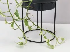 Elho Eco Friendly â™»ï¸ - Pot & Stand 18 Elho Eco Friendly â™»ï¸ - Pot & Stand -Plants in a Box Sales Shop BlackPotWithStand detail2