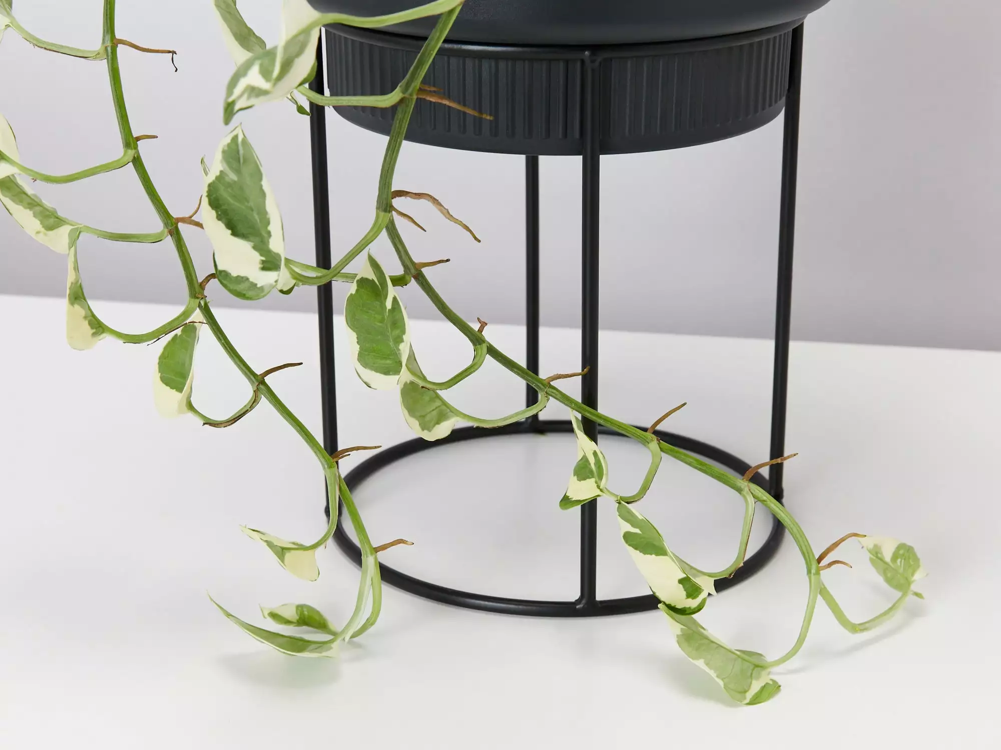 Elho Eco Friendly â™»ï¸ - Pot & Stand 8 Elho Eco Friendly â™»ï¸ - Pot & Stand - Image 6