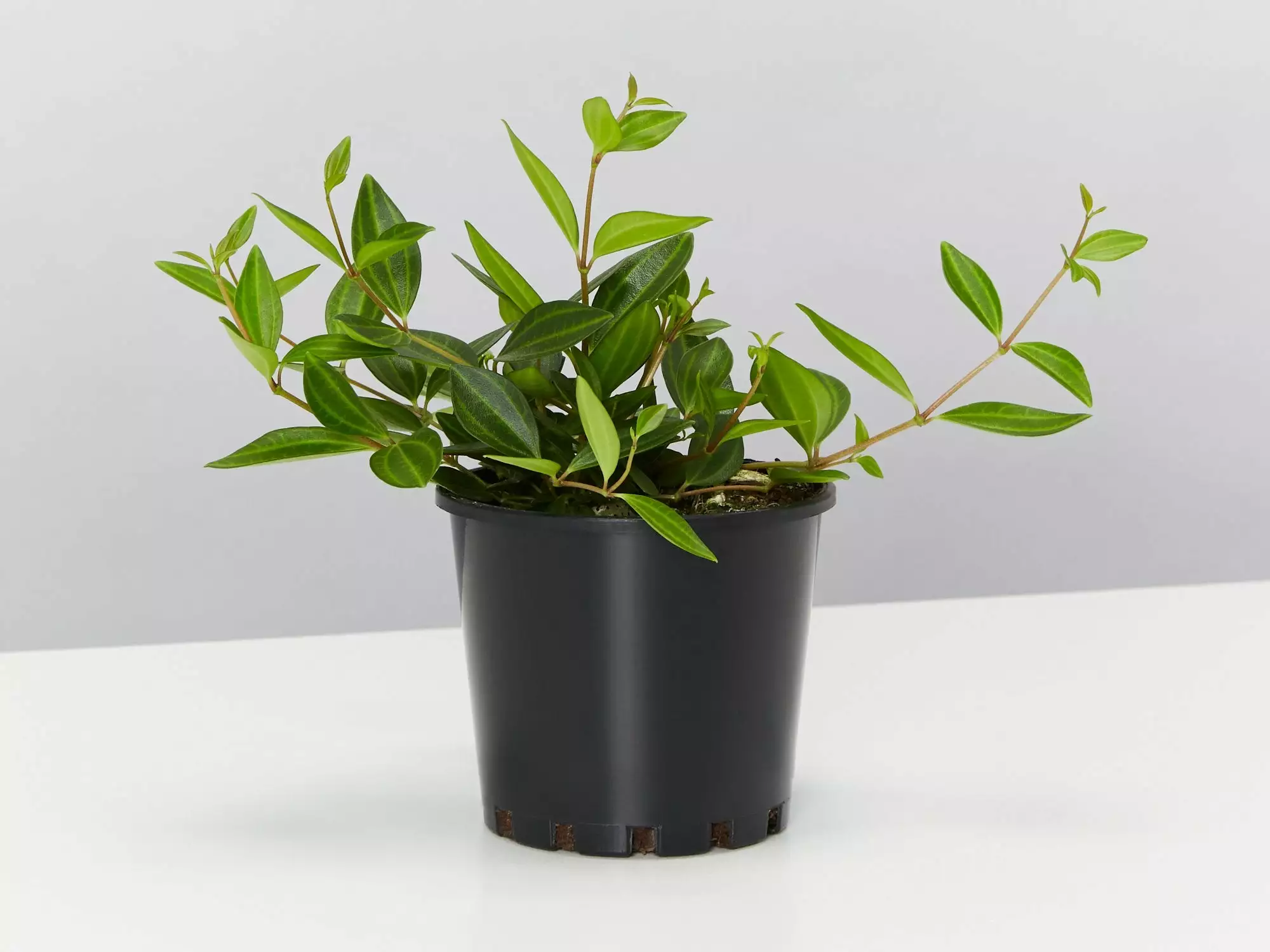 Peperomia Diamond - Pot + Plant + Soil 4 Peperomia Diamond - Pot + Plant + Soil - Image 2