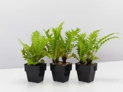 Blechnum Gibbum Silver Lady - 85mm