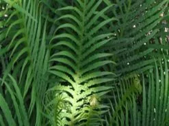 Blechnum Gibbum Silver Lady Fern -Plants in a Box Sales Shop Blechnum gibbum Silver Lady main 97ce998e 03ba 4079 8be8 885538efeb60