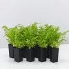 Blechnum Gibbum Silver Lady Fern 2 Blechnum Gibbum Silver Lady Fern -Plants in a Box Sales Shop BlechnumGibbumSilverLadyFern 8plants 111ea3d6 5296 49d7 9b45 0789f2a3ec97