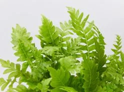 Blechnum Gibbum Silver Lady Fern -Plants in a Box Sales Shop BlechnumGibbumSilverLadyFern detail 1fafee5a a46d 4ea8 b9dc 473e25b1d2a2