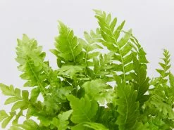 Blechnum Gibbum Silver Lady - 85mm -Plants in a Box Sales Shop BlechnumGibbumSilverLadyFern detail c187c1f4 e776 4422 9d8e 8854a36b1d78