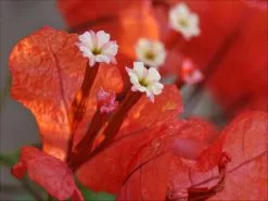Bougainvillea Jamaican Orange - 85mm