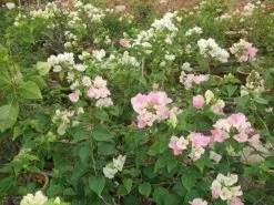 Bougainvillea Aiskrim -Plants in a Box Sales Shop Bougainvillea Aiskrim 8a617ce0 6454 4793 9752 ca84175ed6dd