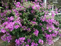 Bougainvillea Lilac Cascade -Plants in a Box Sales Shop Bougainvillea Lilac Cascade 5e4b7952 b2dc 49db 8823 03dddacf848a