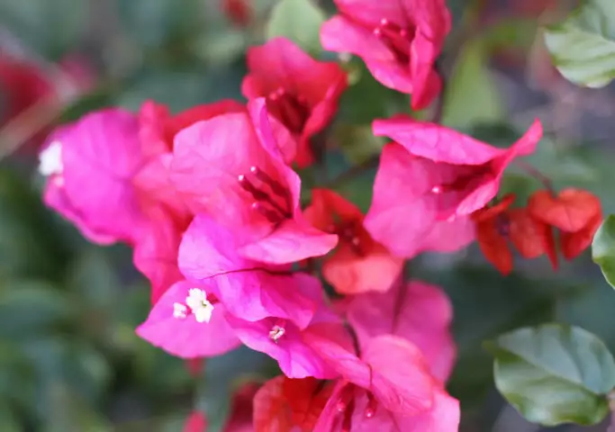Bougainvillea Pink Robe 4 Bougainvillea Pink Robe - Image 2