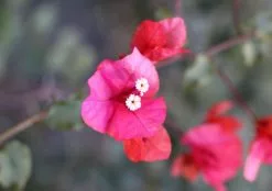 Bougainvillea Pink Robe - 85mm -Plants in a Box Sales Shop Bougainvillea Pink Robe 08