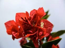 Bougainvillea Turley's Red