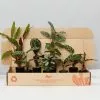 Calathea And Ctenanthe Houseplant Pack -Plants in a Box Sales Shop BoxCalathiaCtanantheAssortedPack