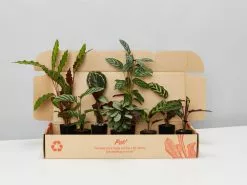 Calathea And Ctenanthe Houseplant Pack