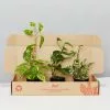 Pothos Mixed Houseplant Box - Larger Size -Plants in a Box Sales Shop BoxPathosMixedPack 3plants