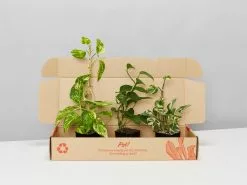 Pothos Mixed Houseplant Box - Larger Size