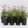 Brachyscome Assorted Flower ðŸŒ¸ Box -Plants in a Box Sales Shop BrachyscomeAssortedPack 8plants
